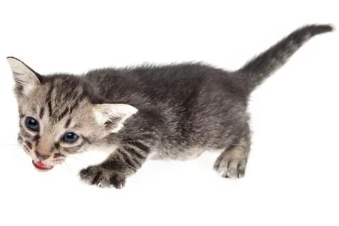 Cute kitten Stock Photos