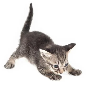 Cute kitten Stock Photos