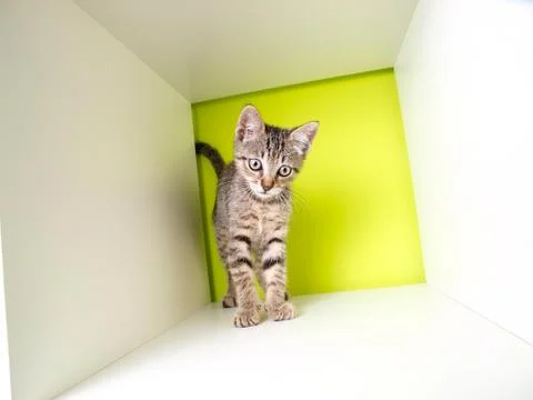 Cute kitten Stock Photos