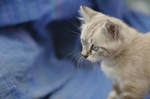 Cute Kitten Stock Photos
