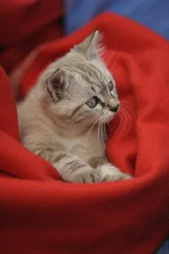 Cute Kitten 写真素材