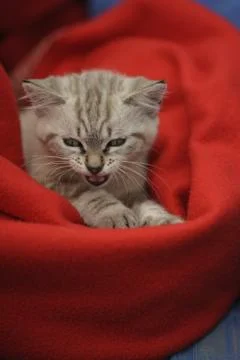 Cute Kitten Foto stock