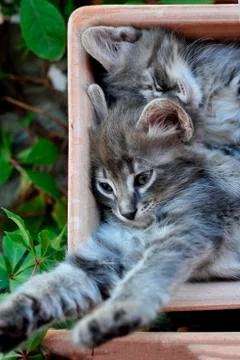 Cute kitten Stock Photos