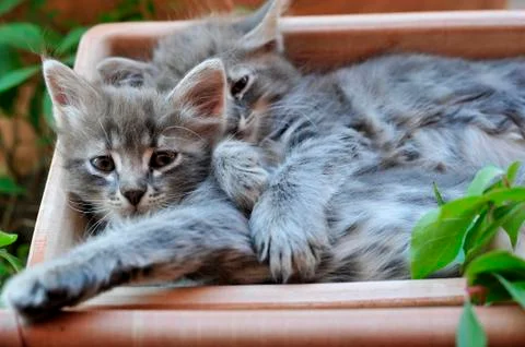 Cute kitten Stock-Fotos