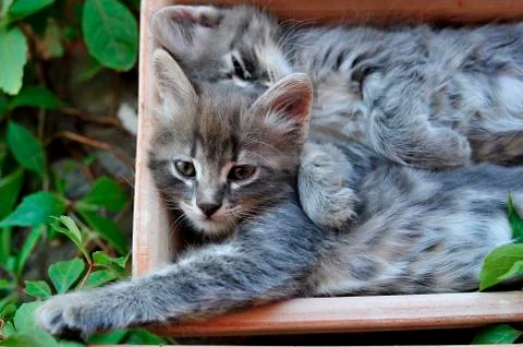 Cute kitten Stock Photos