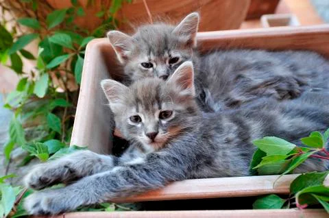 Cute kitten Stock-Fotos