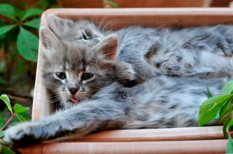 Cute kitten Stock-Fotos