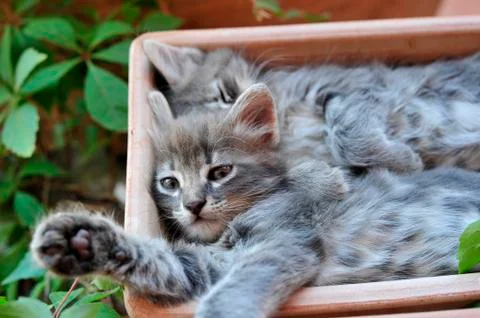 Cute kitten Stock-Fotos