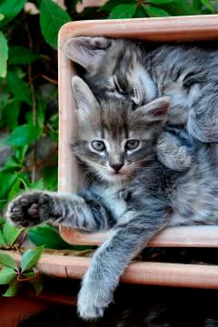 Cute kitten Stock-Fotos