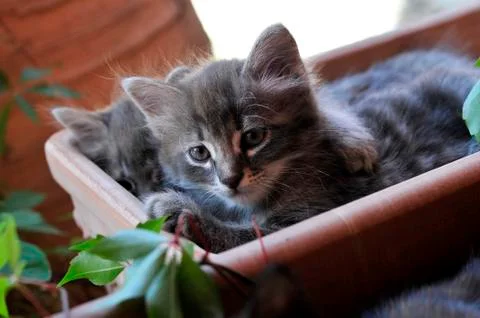 Cute kitten Stock-Fotos