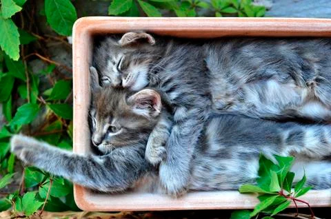 Cute kitten Stock-Fotos