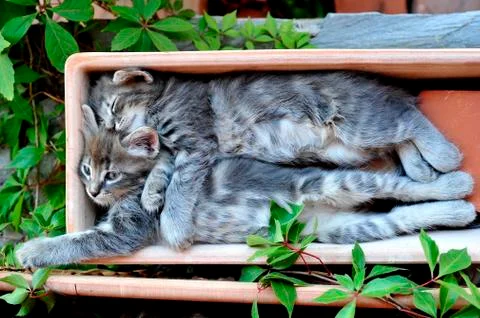 Cute kitten Stock-Fotos