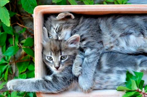 Cute kitten Stock-Fotos