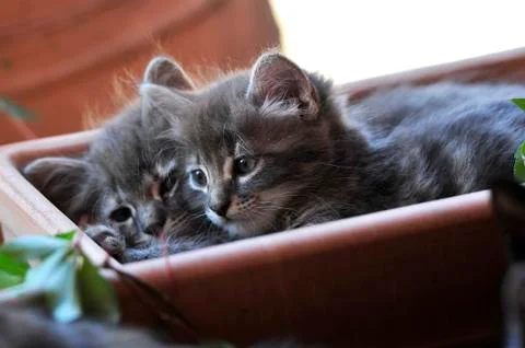 Cute kitten Stock-Fotos
