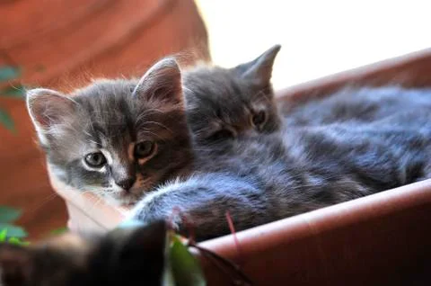 Cute kitten Stock-Fotos