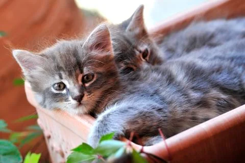 Cute kitten Stock-Fotos