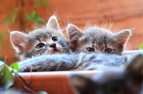 Cute kitten Stock-Fotos