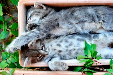 Cute kitten Stock-Fotos