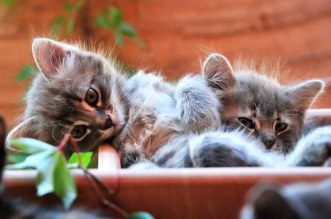 Cute kitten Stock-Fotos