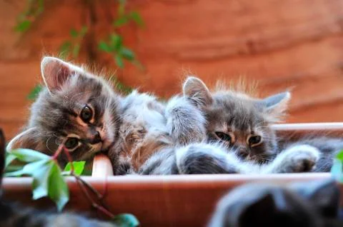 Cute kitten Stock-Fotos
