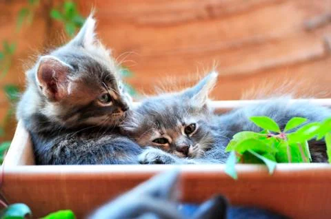 Cute kitten Stock-Fotos