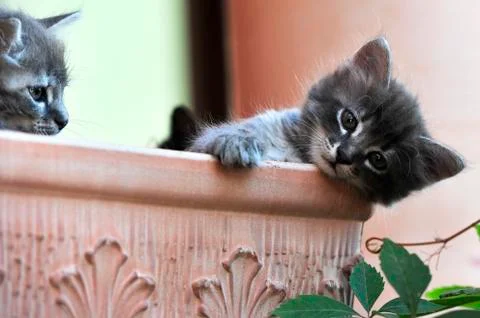 Cute kitten Stock-Fotos