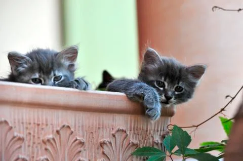 Cute kitten Stock-Fotos