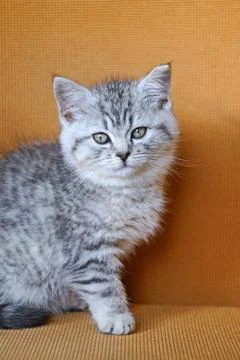 Cute kitten Stock Photos