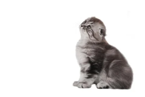 Cute kitten Stock Photos