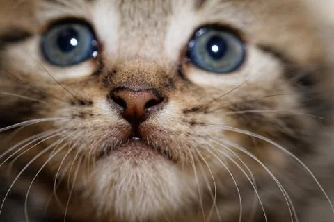 Cute kitten Stock Photos