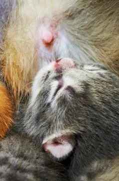 Cute kitten Stock Photos