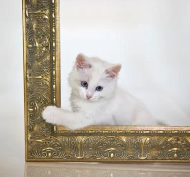 Cute kitten Stock Photos