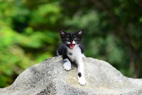 Cute Kitten Foto stock