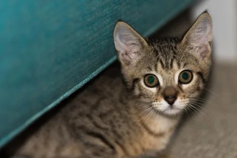 Cute Kitten Stock Photos