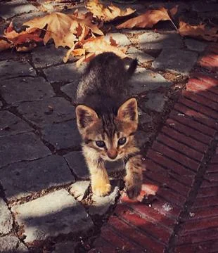 A cute kitten Foto stock