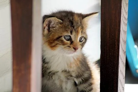 Cute kitten Stock Photos