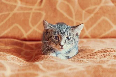 Cute kitten Stock Photos