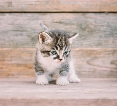 Cute kitten Stock Photos