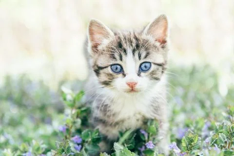 Cute kitten Stock Photos