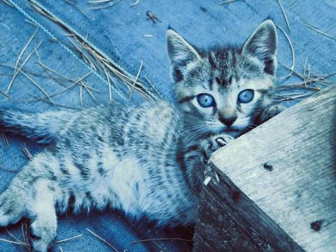 The cute kitten Stock Photos