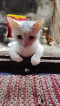 Cute kitten Stock Photos