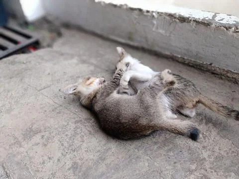 Cute kitten Fotos de archivo