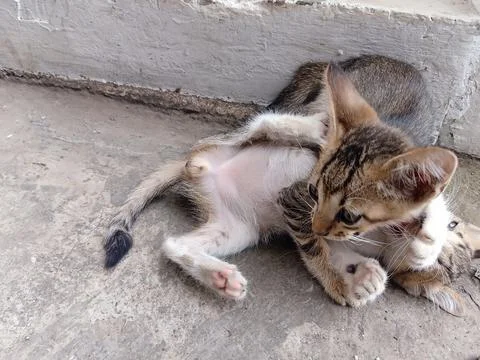 Cute kitten Fotos de archivo