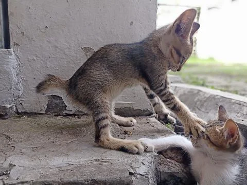 Cute kitten Fotos de archivo