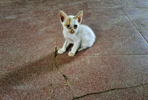 A cute kitten Stock Photos