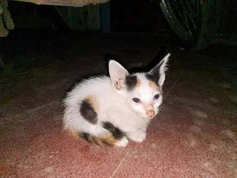 A cute kitten Stock Photos