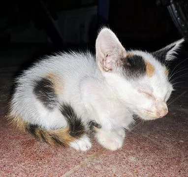 A cute kitten Stock Photos