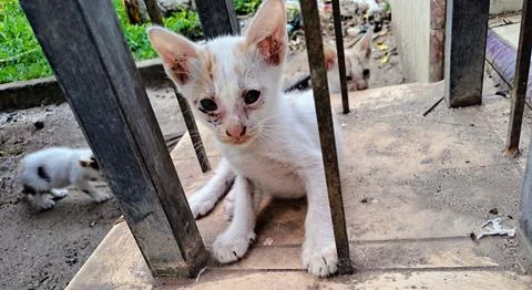 A cute kitten Stock Photos