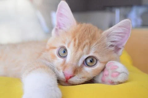 Cute kitten  Stock Photos