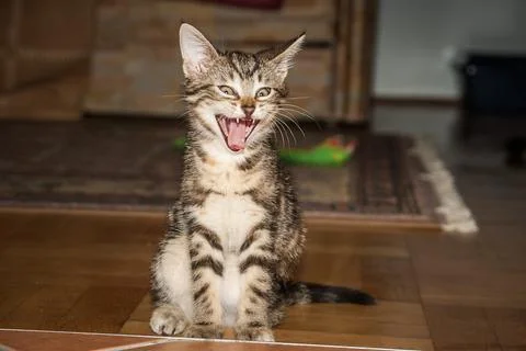 Cute kitten  Stock Photos